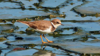 močál migratory-bird